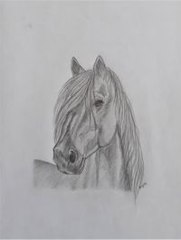 paard1